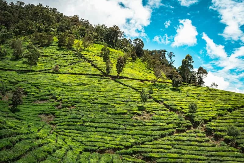 3 Days Munnar Tour Package from Cochin