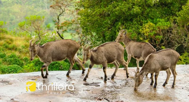 Munnar Family Tour Package