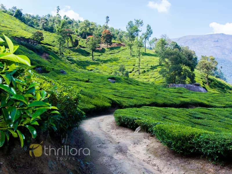 Munnar Luxury Tour Package