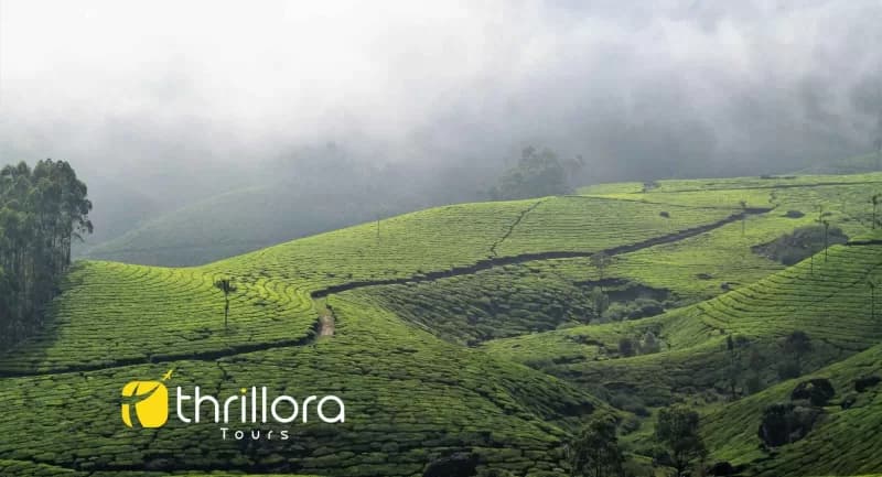 Munnar Tour Package from Chennai