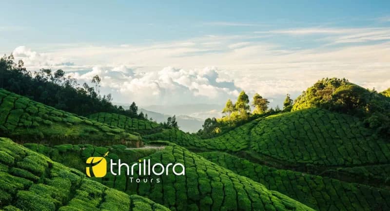 Munnar Tour Package from Hyderabad